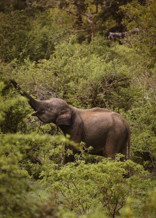 A majestic Asian elephant enjoying a meal among lush green vegetation in Sri Lanka's wilderness.